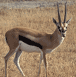 Thompson's gazelle