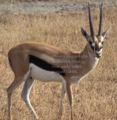 Thompson's gazelle