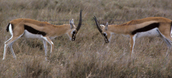 Thompson's gazelles playing