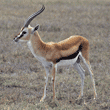 Thompson's gazelle Tanzania (East Africa)