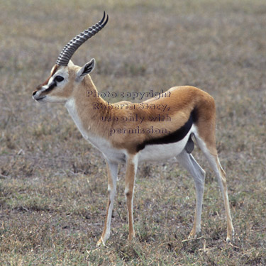 Thompson's gazelle Tanzania (East Africa)