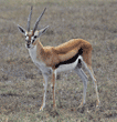 Thompson's gazelle Tanzania (East Africa)