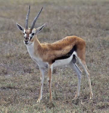 Thompson's gazelle Tanzania (East Africa)