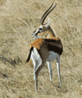 Thompson's gazelle