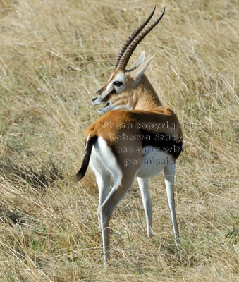 Thompson's gazelle