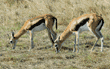 two Thompson's gazelles