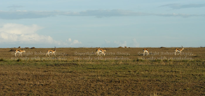 Thompson's gazelles