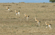 Thompson's gazelle running, five-photo composite