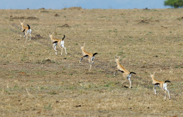 Thompson's gazelle running, five-photo composite