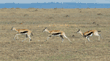 Thompson's gazelle running, three-photo composite