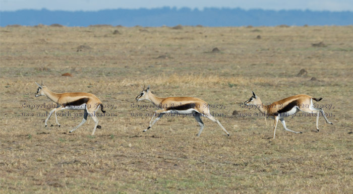 Thompson's gazelle running, three-photo composite