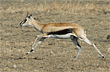 Thompson's gazelle running