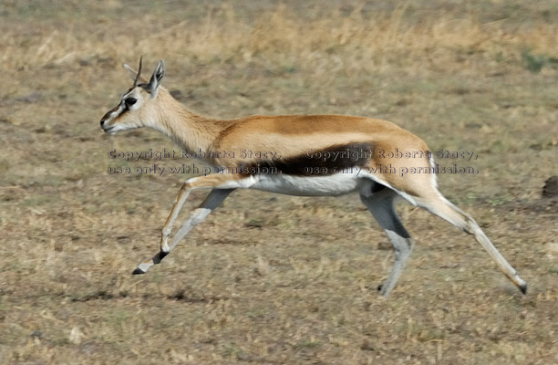 Thompson's gazelle running