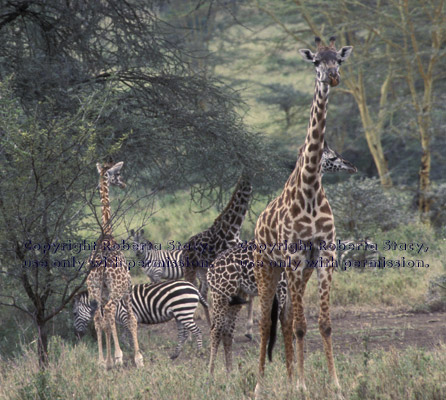 common zebras and giraffes