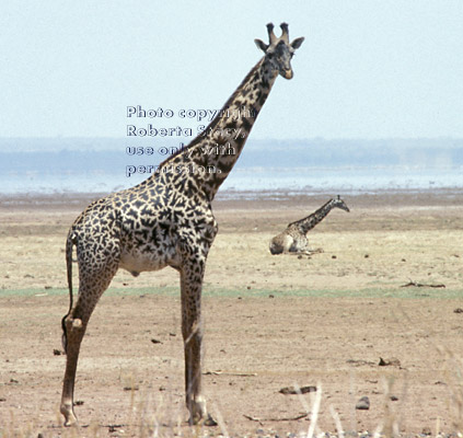 Masai giraffes Tanzania (East Africa)