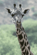 Masai giraffe, head shot