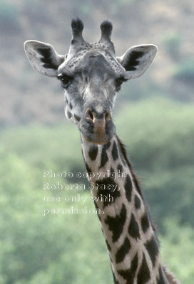  Masai giraffe, head shot