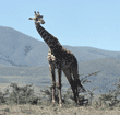 Masai giraffe Tanzania (East Africa)