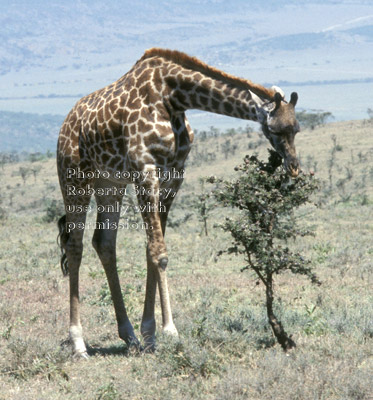 Masai giraffe eating