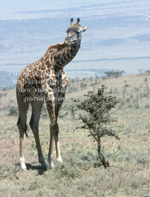 Masai giraffe Tanzania (East Africa)