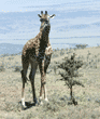 Masai giraffe eating Tanzania (East Africa)