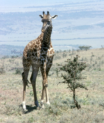 Masai giraffe Tanzania (East Africa)