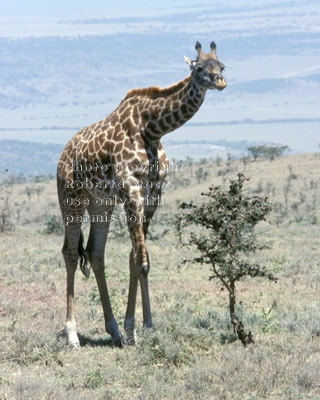 Masai giraffe Tanzania (East Africa)