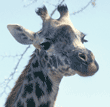 Masai giraffe close-up