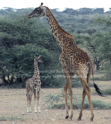 Masai giraffe with baby