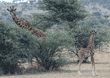 baby Masai giraffe with its mother