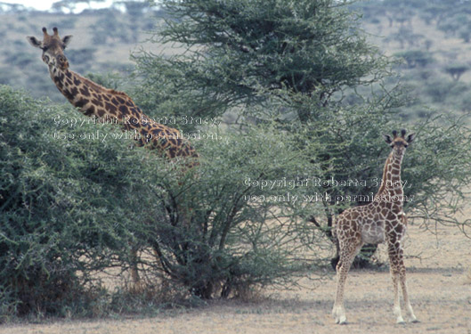 baby Masai giraffe with its mother