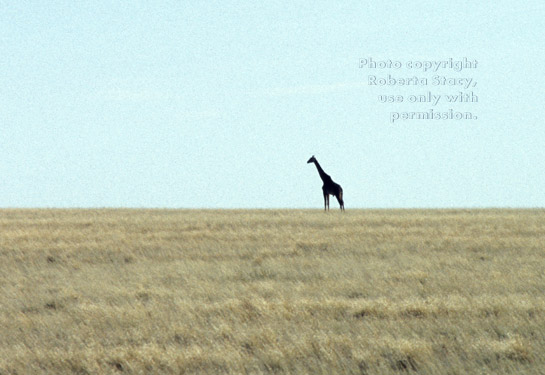 Masai giraffe Tanzania (East Africa)