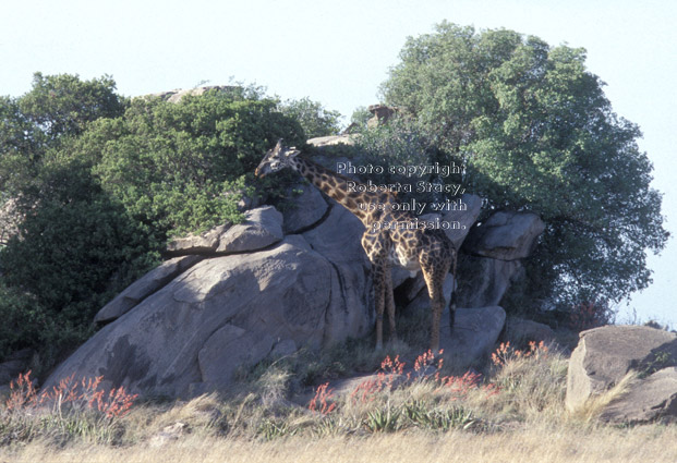 Masai giraffe eating near rocks