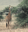 Masai giraffe eating, rear view