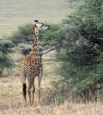 Masai giraffe eating, rear view