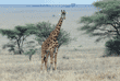 Masai giraffe Tanzania (East Africa)