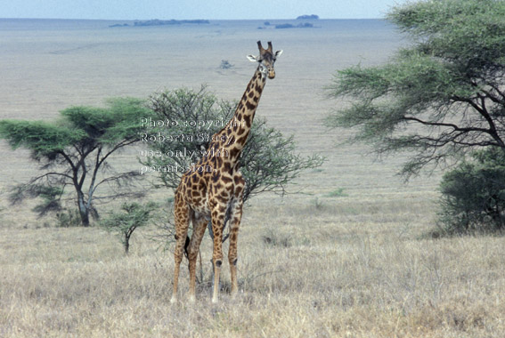 Masai giraffe Tanzania (East Africa)