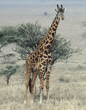 Masai giraffe Tanzania (East Africa)