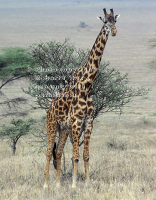 Masai giraffe Tanzania (East Africa)