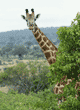 Masai giraffe Tanzania (East Africa)