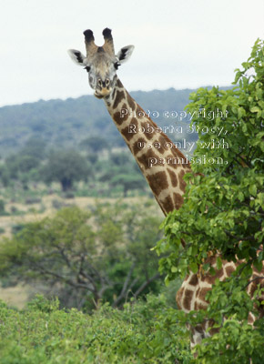 Masai giraffe Tanzania (East Africa)