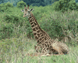 Masai giraffe sitting