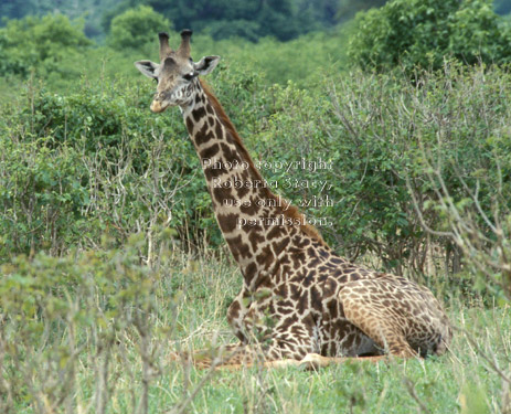 Masai giraffe sitting