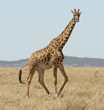 Masai giraffe