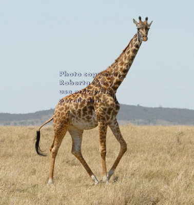 Masai giraffe