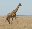 Masai giraffe