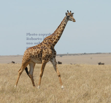 Masai giraffe