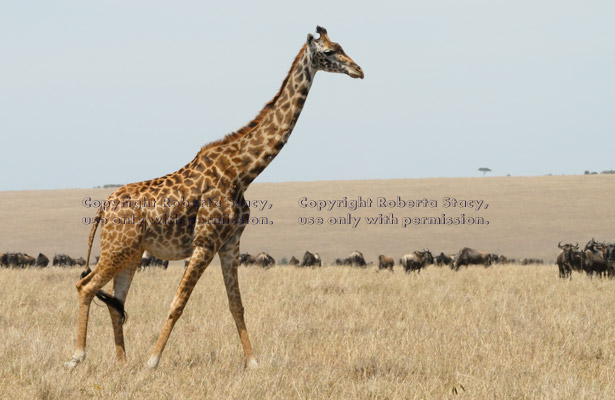 Masai giraffe, Kenya