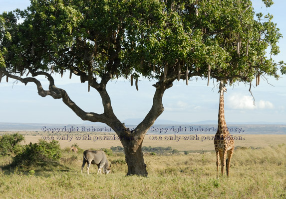 Masai giraffe at sausage tree