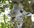 Masai giraffe, close-up